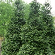 Cheer Drops® Arborvitae