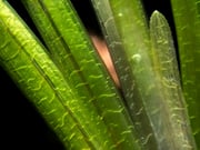 Jungle Vallisneria (Vallisneria americana), Bunch w/Lead