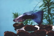 Neon Blue Tuxedo Guppy (Pair)