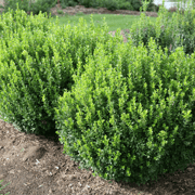 Sprinter® Boxwood (Buxus)