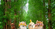 Nami Island, Garden of Morning Calm, Gangchon Rail Bike, & Petite France Day Tour - Klook
