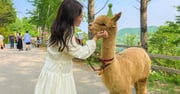 Alpaca Pasture, Nami Island, and The Garden of Morning Calm Day Tour from Seoul - Klook United Kingdom