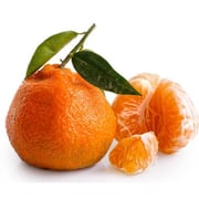 Owari Satsuma Semi-Dwarf Mandarin Tree