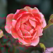 Coral Knock Out® Shrub Rose