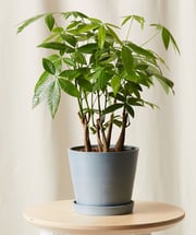 Money Tree Forest