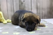 Mateo | Puppies For Sale at Pawrade