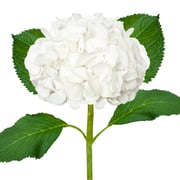 Regular Hydrangea | Natural White