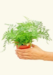 Rabbit Foot Fern, Small