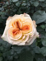 Wedding X-Pression | Peach Garden Rose