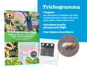 Trichogramma Eggs on Hanging Cards - Caterpillar & Moth Control