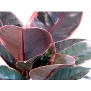 Strawberry & Cream Ruby Rubber Tree Plant - Ficus