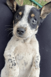 Troy Rescue Emergency Supplies (100% PROFIT DONATED)
