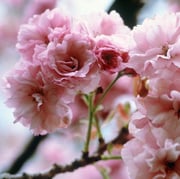 Prunus serrulata Kanzan - Cherry Blossom