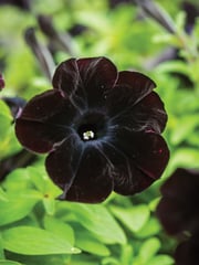 Petunia, Black Cat