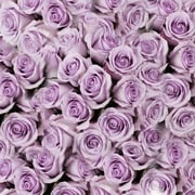 Lavender  Roses