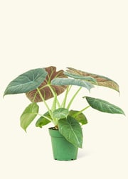 Alocasia 'Grey Dragon', Small
