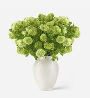 Lime Cordial Viburnum