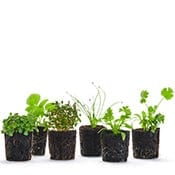 Annual Upgrade Grow Pack