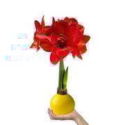 Sunshine Yellow Waxed Amaryllis Bulb‎ with deep red blooms