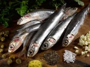 Wild Whole Anchovies - 15.87oz