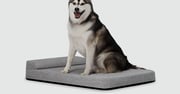 Bolstr Evolv Bed