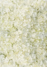 White Hydrangeas