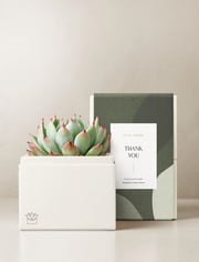 Bliss Garden
