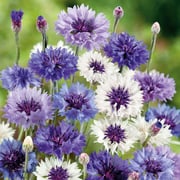 Cornflower Seeds - Fantastic Mix