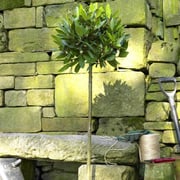 Large Bay Tree Gift