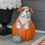 Bulldog in Pumpkin Outdoor Statue