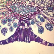 "Fern Indusium, c.s., 12 &#181;m Microscope Slide"