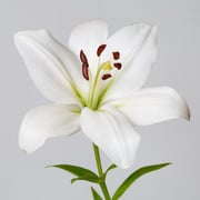 Asiatic Lilies - White