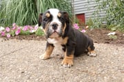 Houston | Puppies For Sale at Pawrade