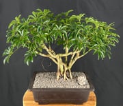 Hawaiian Umbrella Bonsai TreeExposed Roots(arboricola schefflera)