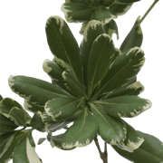 Fresh Pittosporum Flowers For Sale