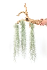3 Tillandsia Colombia Thick Spanish Moss Large Clumps for $25