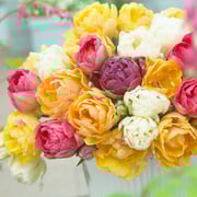 Tulip Bulbs - Goldfinch Mix