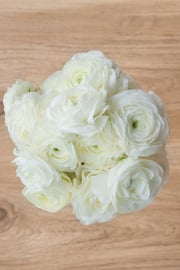 White Ranunculus