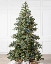 Yukon Spruce