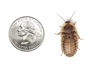Large 1" Dubia