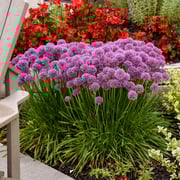 'Serendipity' Allium