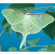 "Moth Cocoons"