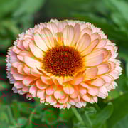 Calendula officinalis 'Pink Surprise' Seeds