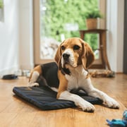 PetsPEMF Pad - PEMF Mat for Dogs and Cats