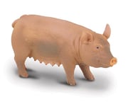 Pig | Sow