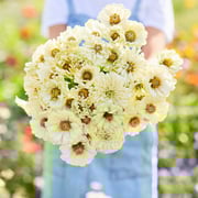 Zinnia Seeds - Cactus Snowman