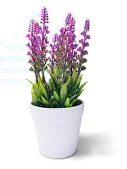 Decorative Lavender Plant