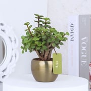 Buy/Send Jade Plant in Metallic Gold Pots Online- FNP
