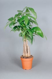 Money Tree
