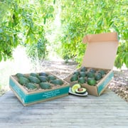 Organic Hass Avocados